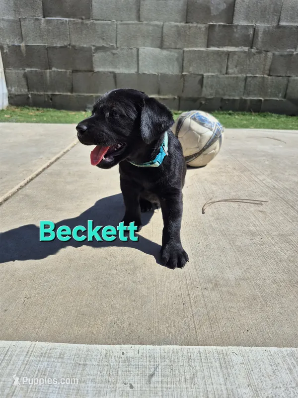 Beckett – Labrador Retriever puppy for sale in Oroville, CA