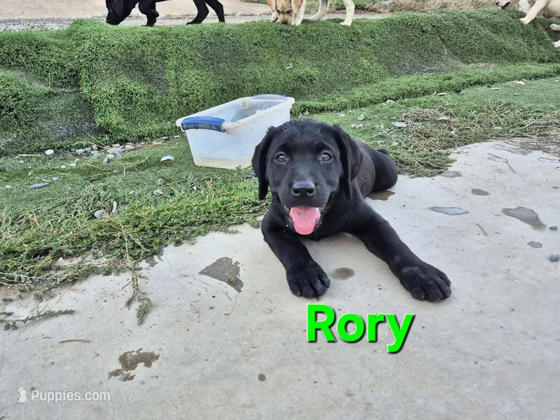 Rory – Labrador Retriever puppy for sale in Oroville, CA