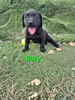 Rory, a male Labrador Retriever for sale in Oroville, CA – 7 of 7