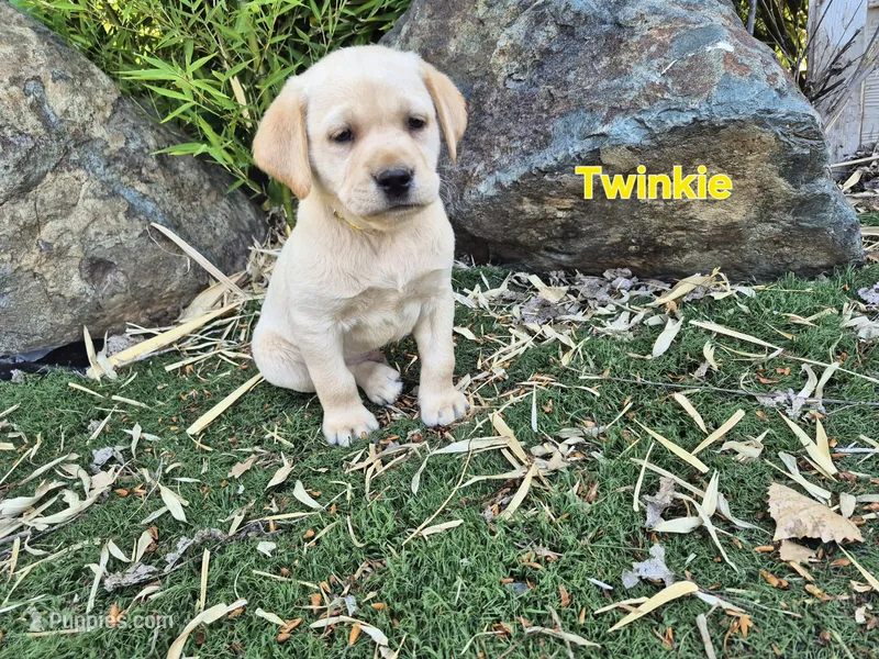 Twinkie – Labrador Retriever puppy for sale in Oroville, CA