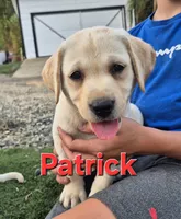 Patrick, a male Labrador Retriever for sale in Oroville, CA – 3 of 8