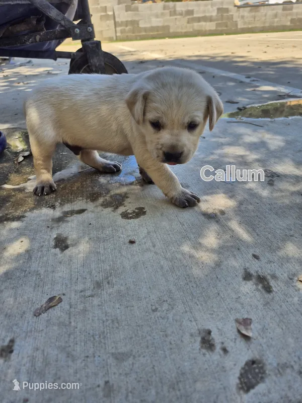Callum – Labrador Retriever puppy for sale in Oroville, CA