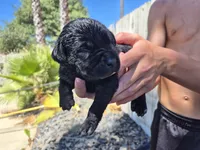 Beckett, a male Labrador Retriever for sale in Oroville, CA – 1 of 3