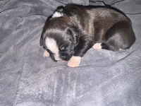 "Alexandra" - BG2, a female Boxer for sale in Colonial Heights, VA – 2 of 8