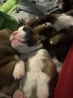 “Cora” Baby Girl 6, a female Boxer for sale in Colonial Heights, VA – 3 of 6