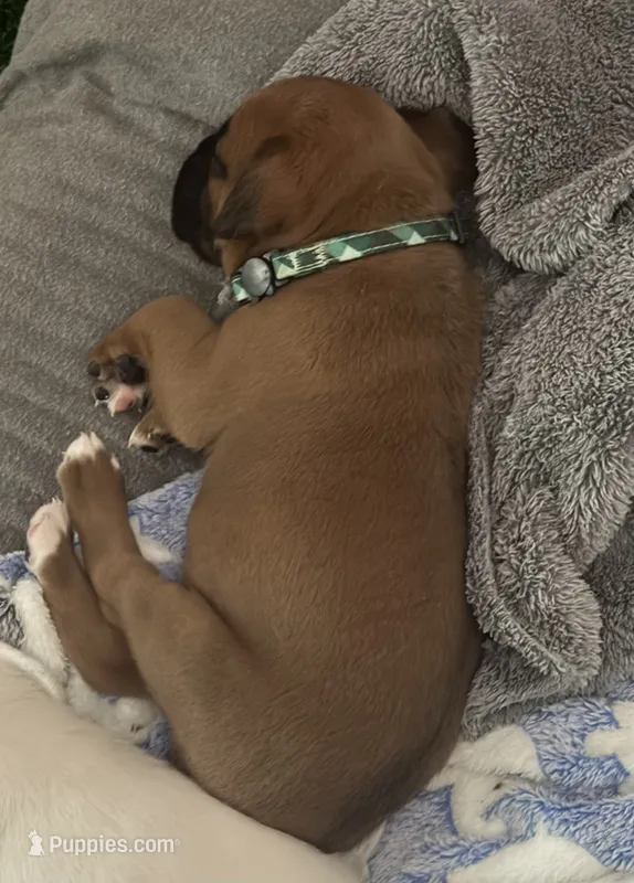 “Summer” Baby Girl 10 – Boxer puppy for sale in Colonial Heights, VA