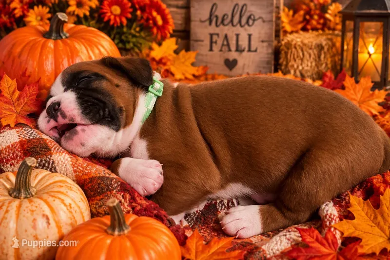 “Cora” Baby Girl 6 – Boxer puppy for sale in Colonial Heights, VA