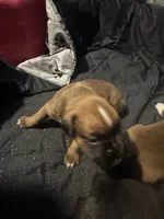 “Summer” Baby Girl 10, a female Boxer for sale in Colonial Heights, VA – 4 of 6