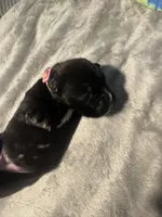 Laramie - Baby Girl 1 , a female Boxer for sale in Colonial Heights, VA – 5 of 8