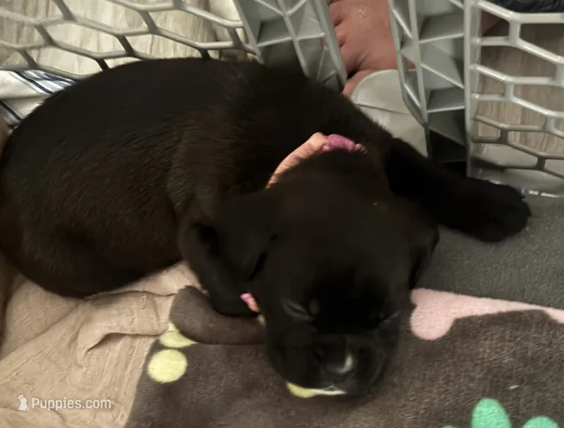Laramie - Baby Girl 1  – Boxer puppy for sale in Colonial Heights, VA