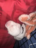 “Mia” Baby Girl , a female Boxer for sale in Colonial Heights, VA – 6 of 8