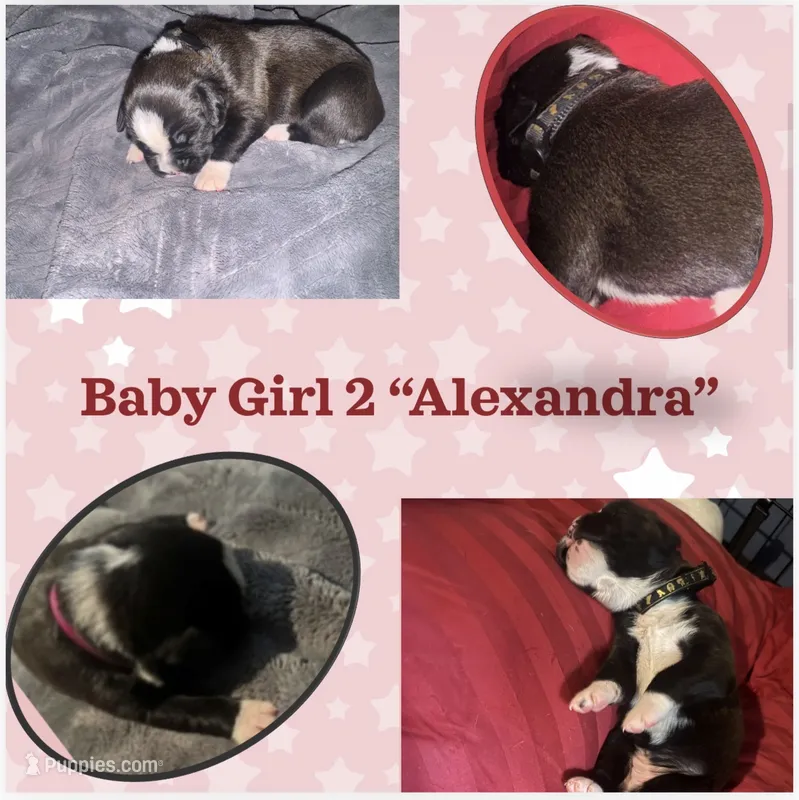 "Alexandra" - BG2 – Boxer puppy for sale in Colonial Heights, VA