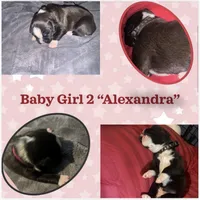 "Alexandra" - BG2, a female Boxer for sale in Colonial Heights, VA – 1 of 8