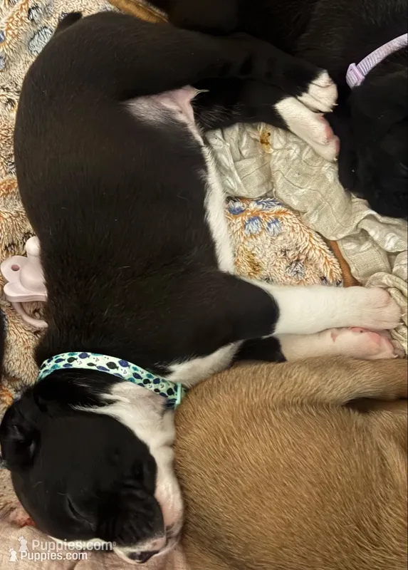 “Kacey” Baby boy 7 – Boxer puppy for sale in Colonial Heights, VA