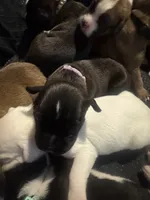 “Teeter” Baby Girl 4 , a female Boxer for sale in Colonial Heights, VA – 2 of 6