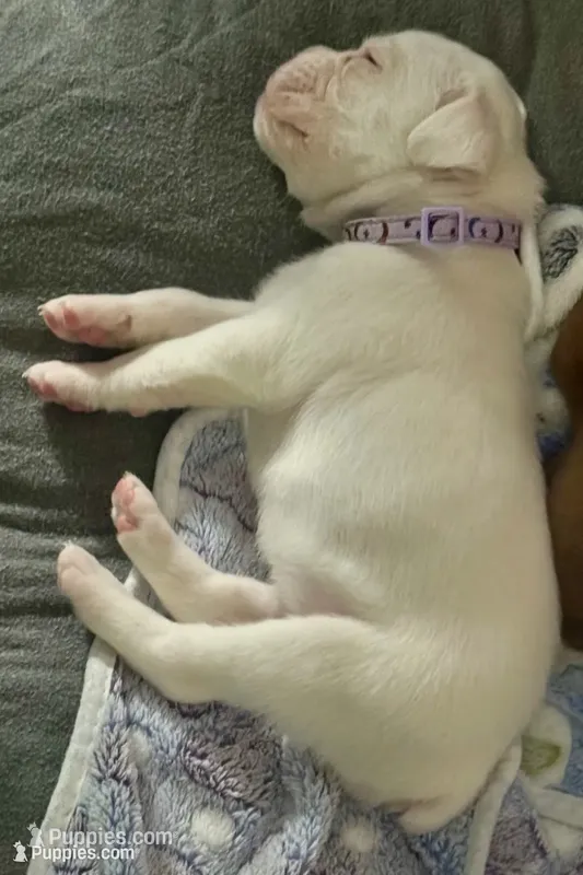 “Mia” Baby Girl  – Boxer puppy for sale in Colonial Heights, VA