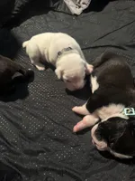“Mia” Baby Girl , a female Boxer for sale in Colonial Heights, VA – 5 of 8