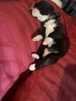 "Alexandra" - BG2, a female Boxer for sale in Colonial Heights, VA – 6 of 8