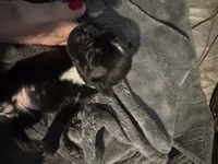 “Teeter” Baby Girl 4 , a female Boxer for sale in Colonial Heights, VA – 4 of 6