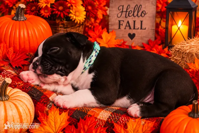 “Kacey” Baby boy 7 – Boxer puppy for sale in Colonial Heights, VA