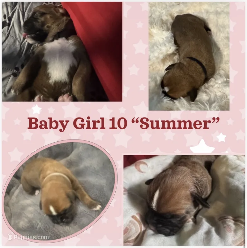 “Summer” Baby Girl 10 – Boxer puppy for sale in Colonial Heights, VA