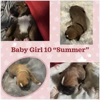 “Summer” Baby Girl 10, a female Boxer for sale in Colonial Heights, VA – 1 of 6