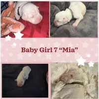 “Mia” Baby Girl , a female Boxer for sale in Colonial Heights, VA – 1 of 8