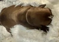 “Summer” Baby Girl 10, a female Boxer for sale in Colonial Heights, VA – 3 of 6