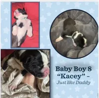 “Kacey” Baby boy 7, a male Boxer for sale in Colonial Heights, VA – 1 of 8