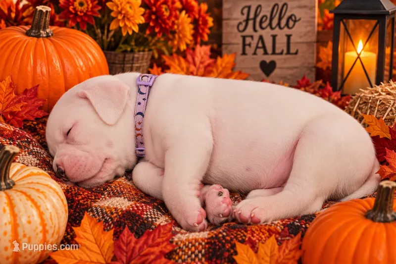 “Mia” Baby Girl  – Boxer puppy for sale in Colonial Heights, VA