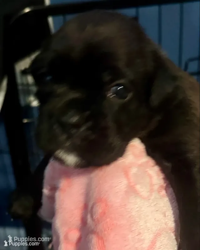 “Teeter” Baby Girl 4  – Boxer puppy for sale in Colonial Heights, VA