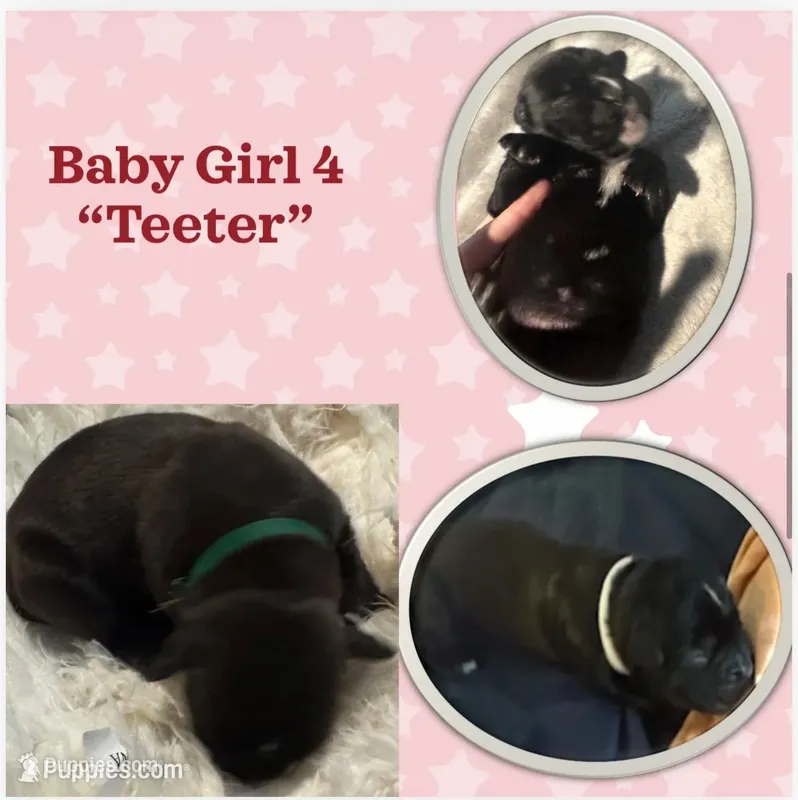 “Teeter” Baby Girl 4  – Boxer puppy for sale in Colonial Heights, VA