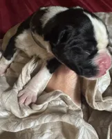 “Kacey” Baby boy 7, a male Boxer for sale in Colonial Heights, VA – 2 of 8