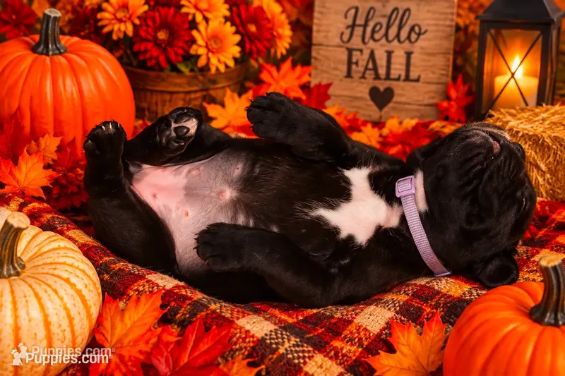 “Teeter” Baby Girl 4  – Boxer puppy for sale in Colonial Heights, VA