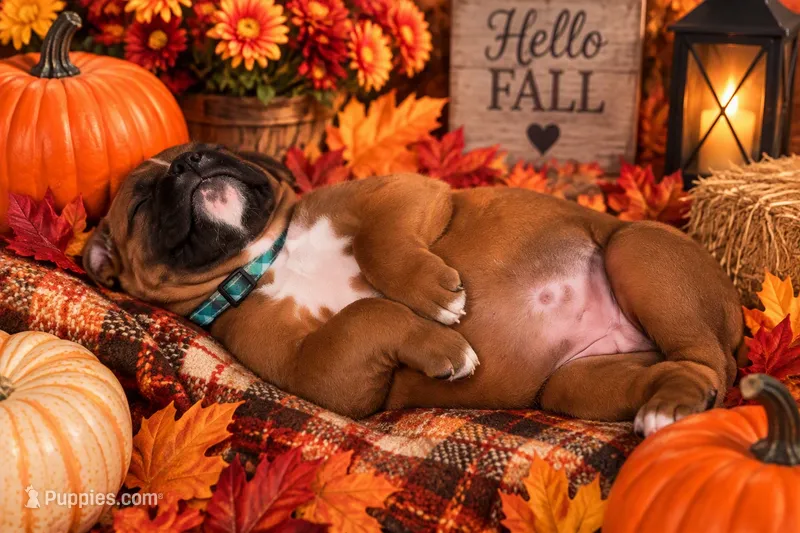 “Summer” Baby Girl 10 – Boxer puppy for sale in Colonial Heights, VA