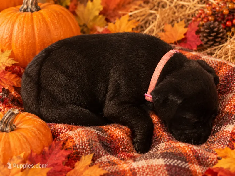 Laramie - Baby Girl 1  – Boxer puppy for sale in Colonial Heights, VA