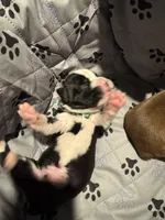 “Kacey” Baby boy 7, a male Boxer for sale in Colonial Heights, VA – 4 of 8