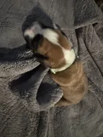 “Cora” Baby Girl 6, a female Boxer for sale in Colonial Heights, VA – 4 of 6