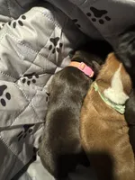 Laramie - Baby Girl 1 , a female Boxer for sale in Colonial Heights, VA – 3 of 8