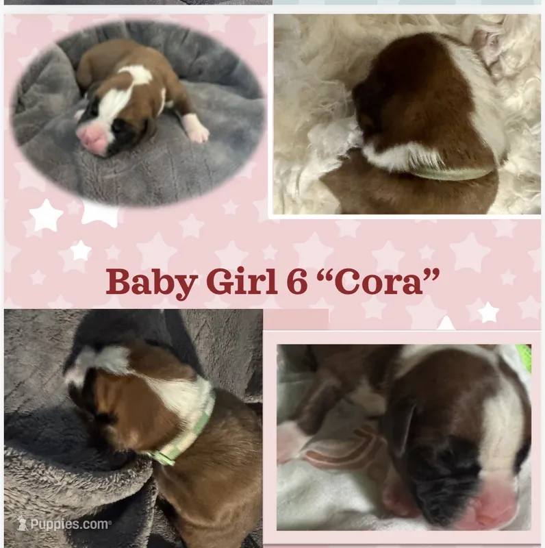 “Cora” Baby Girl 6 – Boxer puppy for sale in Colonial Heights, VA