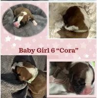 “Cora” Baby Girl 6, a female Boxer for sale in Colonial Heights, VA – 1 of 6