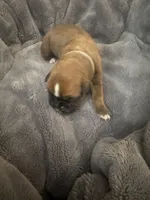 “Summer” Baby Girl 10, a female Boxer for sale in Colonial Heights, VA – 2 of 6