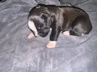 "Alexandra" - BG2, a female Boxer for sale in Colonial Heights, VA – 3 of 8