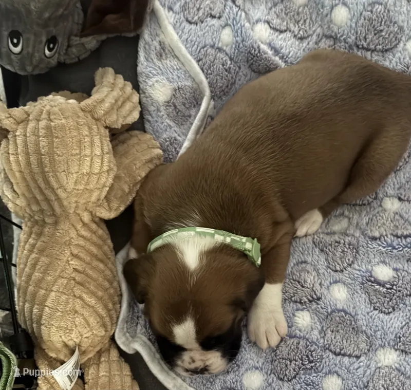 “Cora” Baby Girl 6 – Boxer puppy for sale in Colonial Heights, VA