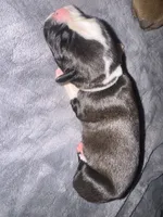“Kacey” Baby boy 7, a male Boxer for sale in Colonial Heights, VA – 6 of 8