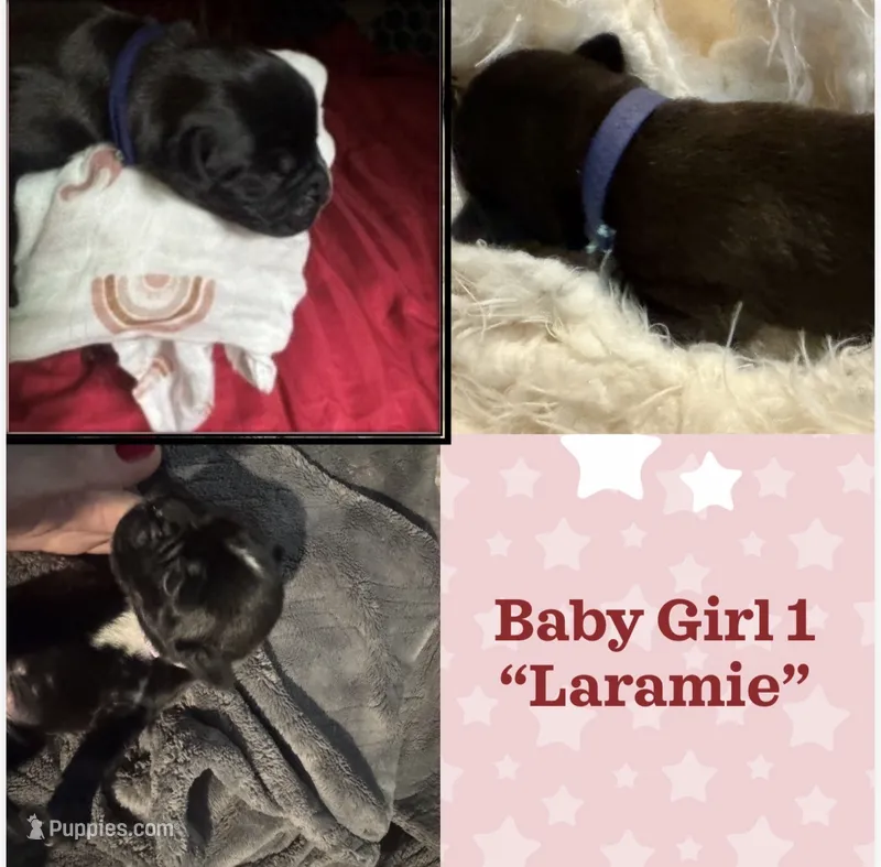 Laramie - Baby Girl 1  – Boxer puppy for sale in Colonial Heights, VA