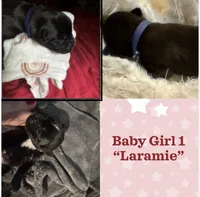 Laramie - Baby Girl 1 , a female Boxer for sale in Colonial Heights, VA – 1 of 8