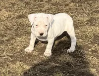 Pick of litter female , a female Dogo Argentino for sale in Munnsville, NY – Photo 2 of 9