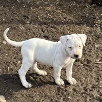 Pick of litter female , a female Dogo Argentino for sale in Munnsville, NY – Photo 1 of 9