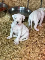 Pick of litter female , a female Dogo Argentino for sale in Munnsville, NY – Photo 8 of 9